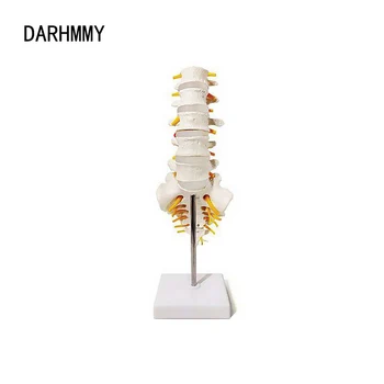 DARHMMY В Натуральную величину 5 Позвонков Поясничного отдела Спинномозгового нерва и Спинного мозга, Медицинская Анатомическая Модель Крестцового отдела Позвоночника